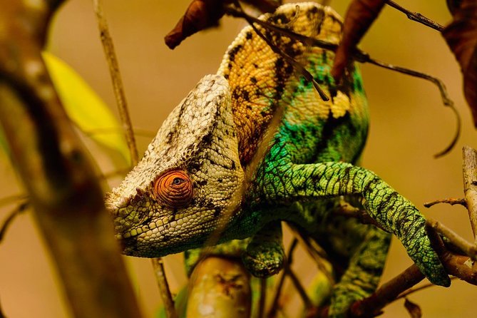 Two Days Tour to Andasibe NP - Exploring Andasibe National Park