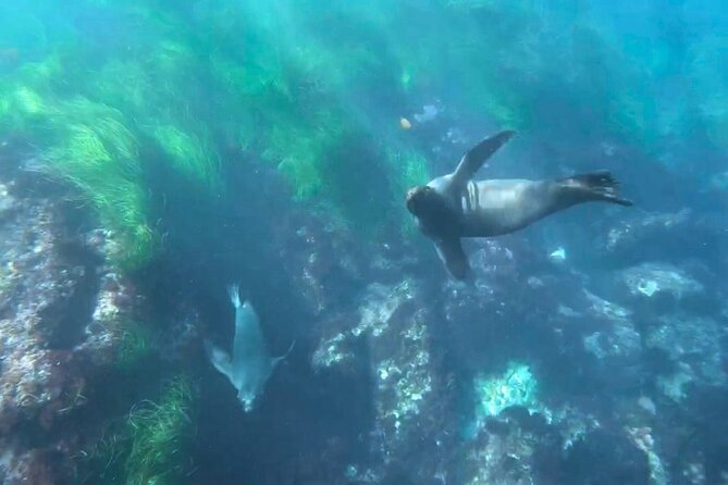 Two Hour Kayak and Snorkel Tour for Two in La Jolla - Meeting Point Details