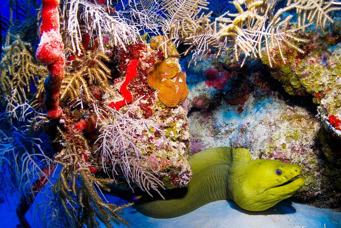 Two Tanks Local Diving for Certified Divers, SCUBA Gear Included - Dive Site Highlights