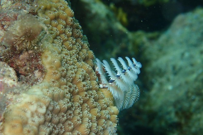 Under the Sea Snorkeling(Stingray/Kayak/ Power Snorkel Available) - Booking and Cancellation Policy