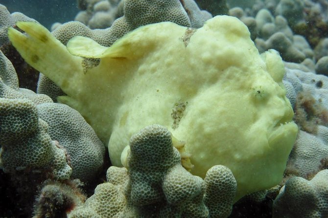 Underwater Scooter Dive (Certified Divers Only) Makena Wailea - Booking and Cancellation Policies