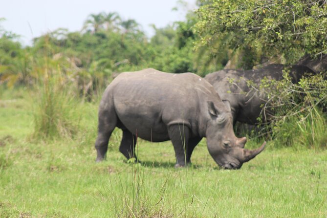 Unforgettable 3 Days Murchison Falls. - Highlights of the Tour