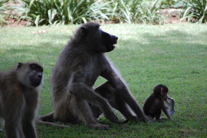 Victoria Falls Tour From Livingstone - Tour Experience and Highlights
