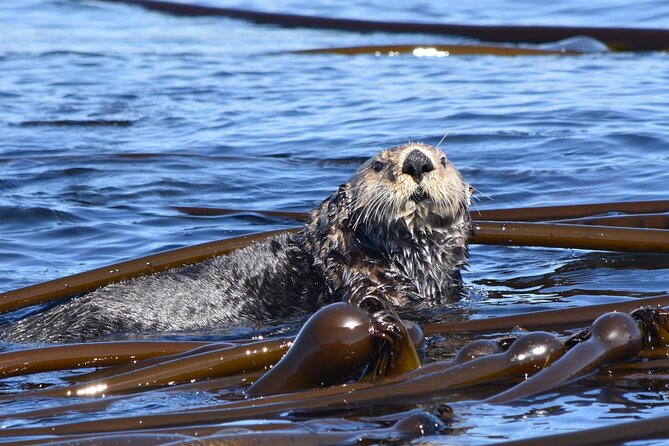Victoria Whale Watch Tour - Customer Reviews