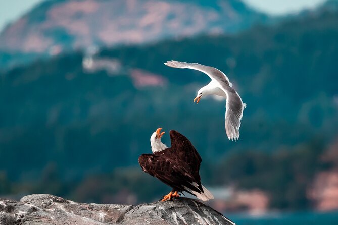Victoria: Winter Whale Watching & Marine Wildlife Tour - Meeting and Departure
