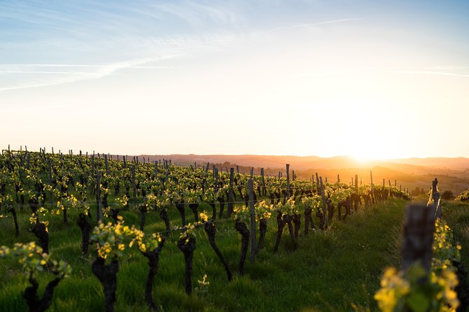Vienna Vineyard and Danube River on Electric Bikes - Exploring Local Wine Culture