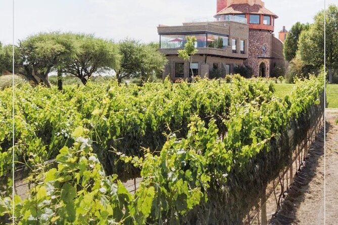 Vineyard, Tour, Tasting and Fun in San Miguel De Allende - Traveler Considerations
