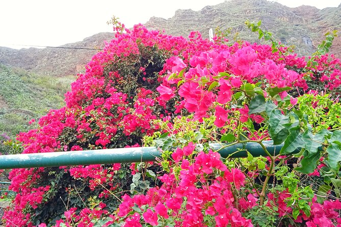 VIP Experience in Magica Gomera - Getting in Touch for Inquiries