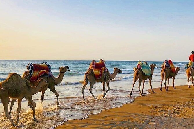 Vip Full Day Private Tangier Tour From Malaga All Inclusive - Booking Information and Tips