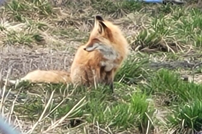 VIP Tour From Anchorage to Alaska Wildlife Conservation Center - Exploring Wildlife and Conservation