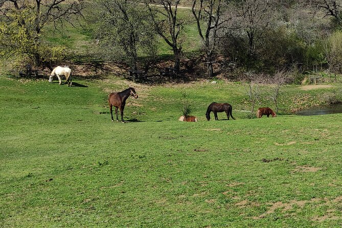 Visit a Farm and Horseback Riding in Nature - Specific Reviews