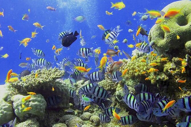 Visit the Cousteau Reserve By Boat Without a License - Exploring the Cousteau Reserve