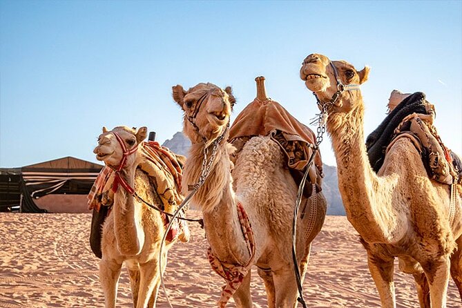 Wadi Rum Private Tour From Petra With Martian and Star Wars Film Site - Pricing and Cancellation Policy
