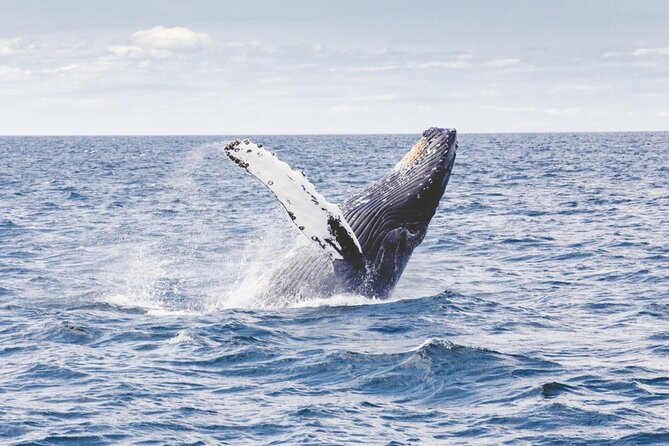Waikiki Whale Watch & Ocean Rafting Tour (Small-group) - Tour Conditions and Recommendations
