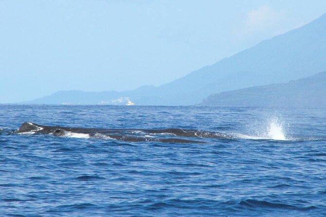 Whale and Dolphin Watching Tour on Pico Island - Accessibility Information