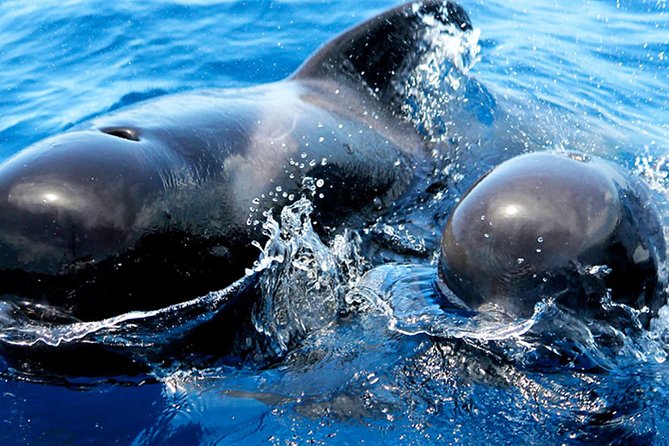 Whale & Dolphin Watching With Mustcat Virgin Coast Trip On a Large Catamaran - Booking Confirmation