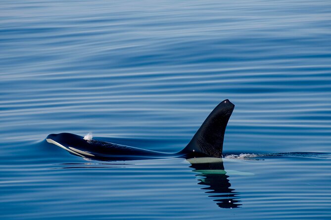 Whale Safari With Puffins and Muffins (Andøy, Vesterålen) - About the Provider
