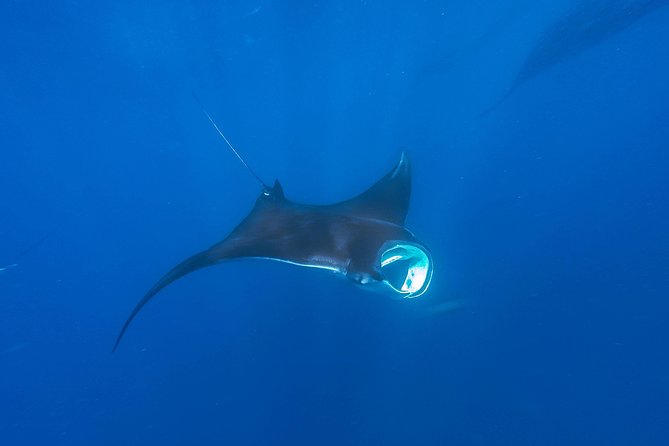 Whale Shark Encounter Full-Day All Inclusive Tour From Riviera Maya - Wildlife Encounters