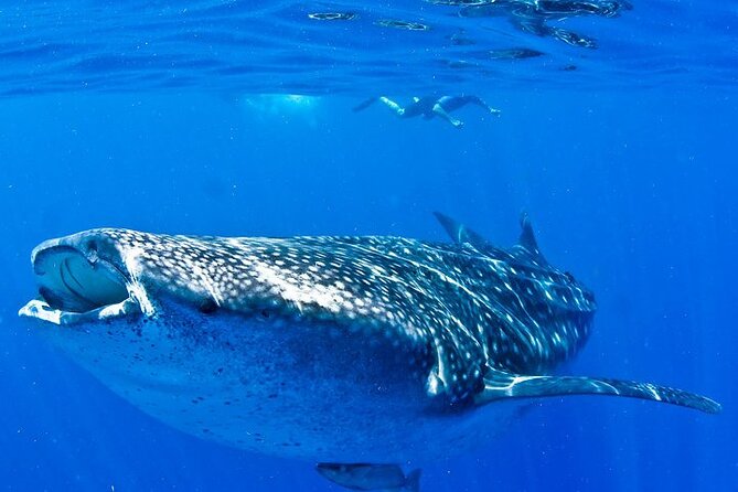 Whale Shark Experience From Playa Del Carmen - Traveler Feedback