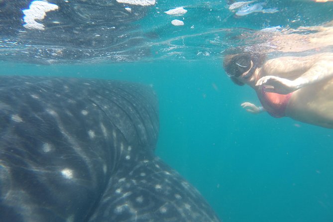 Whale-Shark Snorkeling Excursion to La Paz - Gear and Provisions