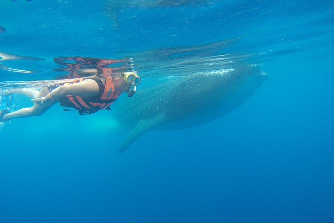 Whale Shark Tour From Cancun and Playa Del Carmen - Seasonal Availability