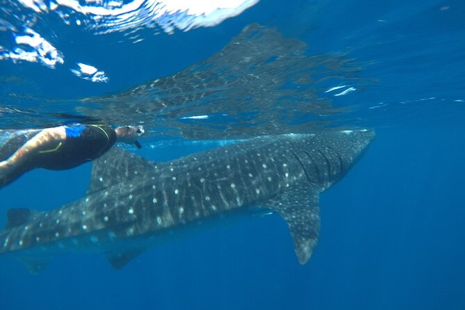 Whale Shark Tour From Holbox Island - Swimming With Whale Sharks