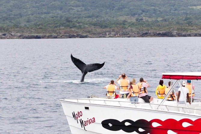 Whale Watch Tour From Santo Domingo With Bacardi Island and Lunch Included - Driver and Transportation