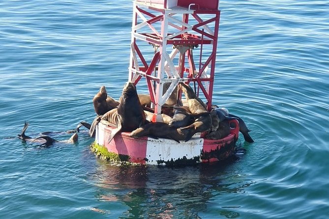 Whale-Watching and Orange County Beaches Tour From Anaheim - Discovering Newport Beach