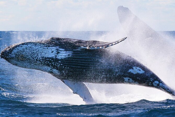 Whale Watching and Sunrise Breakfast Cruise in Honolulu - Customer Experiences