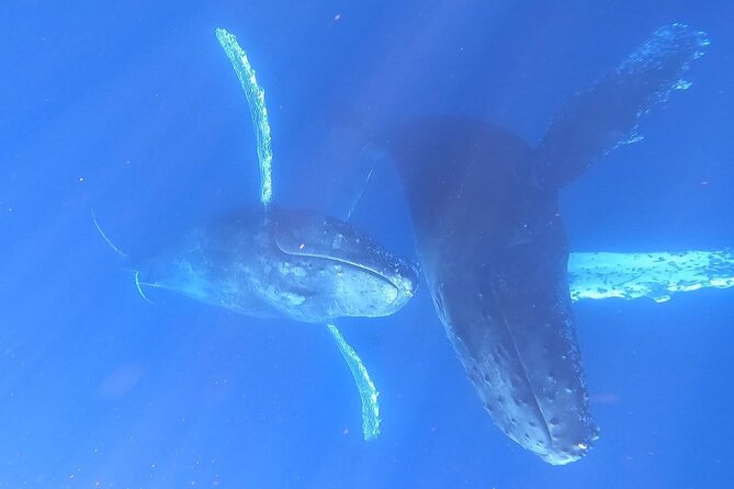 Whale Watching Experience in Cabo San Lucas - Reviews and Feedback