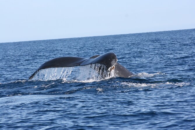 Whale Watching Group Tour in San Jose Del Cabo - Guide and Tour Quality