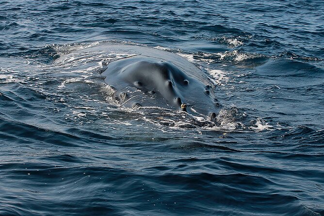 Whale Watching Guaranteed Experience in Puerto Vallarta - Booking and Cancellation Policy