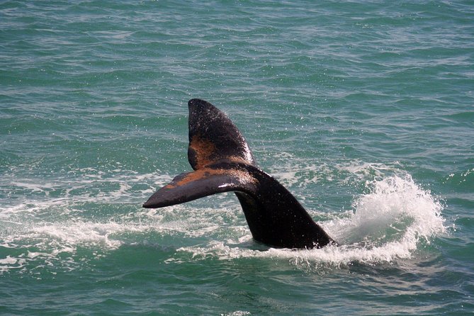 Whale Watching Hermanus - Boat Base - Exploring the Clarens Drive Route