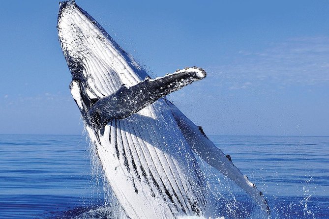 Whale Watching in Cabo San Lucas: Sightseeing Cruise and Shopping - Booking and Confirmation Process