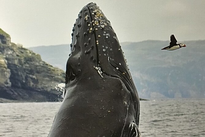 Whale Watching, Shark and Cod Fishing, From St. Johns Harbor - Customer Feedback