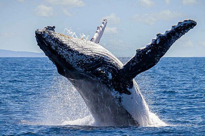 Whale Watching & Snorkeling Private Yacht Tour Cabo With Food & Drinks - Traveler Restrictions