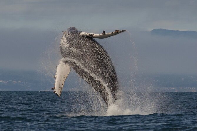 Whale Watching Tour - Personalized Small-Group Approach