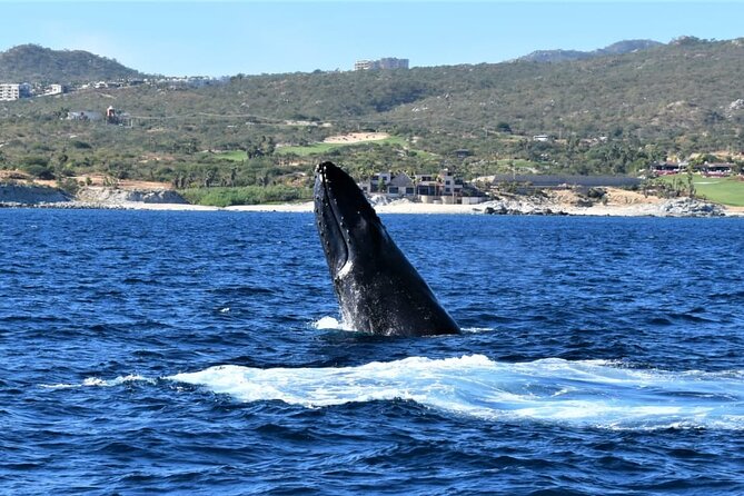 Whale Watching Tour in Los Cabos - Meeting Location and Departure