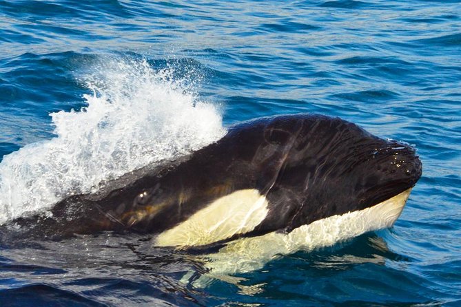 Whale Watching Tour With Free Photos and Guaranteed Sightings - Booking Information