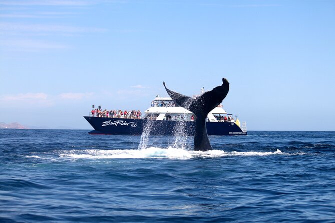 Whale Watching With Lunch and Transportation Included - Reviews and Ratings