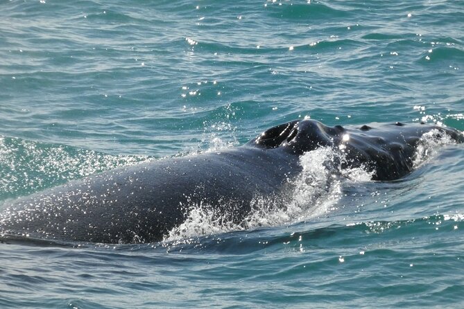 Whale Wonders Morning Expedition From Reykjavík - Whale Sightings and Cancellation Policy