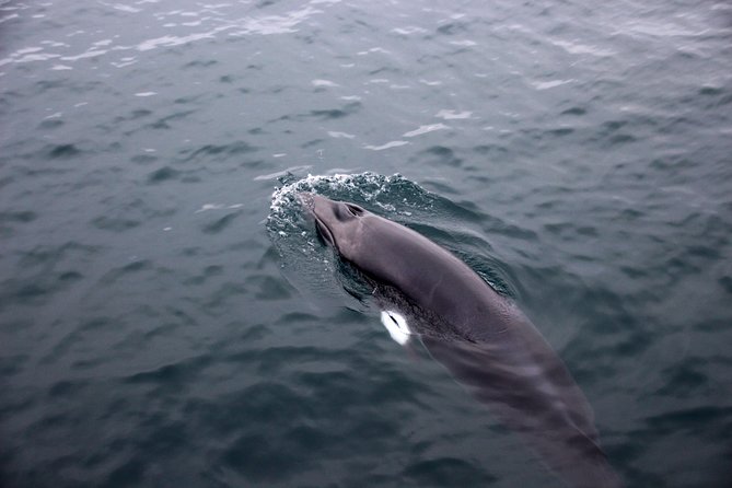 Whales of Iceland From Land and Sea - Booking and Cancellation Policies