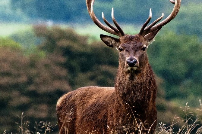 Wild Deer Viewing Safari From Letterfrack, Connemara - Tips for a Successful Safari