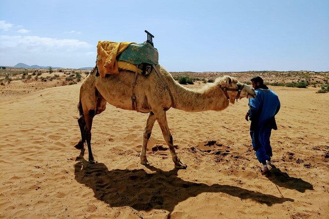Wild National Park & Sahara Desert Including Couscous & Tajine - Pricing and Booking Information