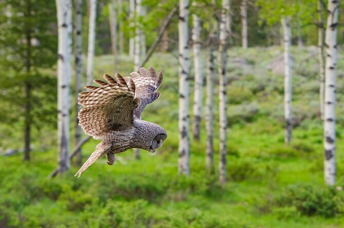 Wildlife and Waterfalls - Pricing and Cancellation Policy