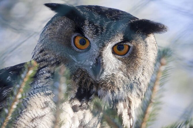 Wildlife Park Ranua - Highlights of the Experience