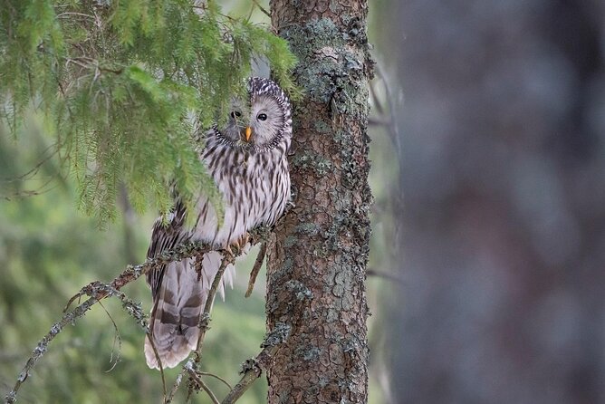 Wildlife Slovenia - Guided Bear & Bird Photography Tour - What to Expect