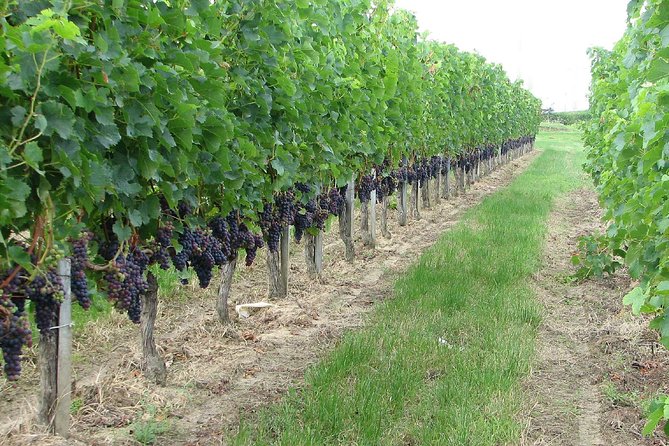 Wine Experience in the Parma Hills - Inquiries and Product Code