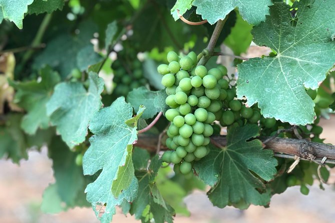 Wine Tasting, Cape Dutch Farm and Art Day Tour From Cape Town - Transportation and Logistics