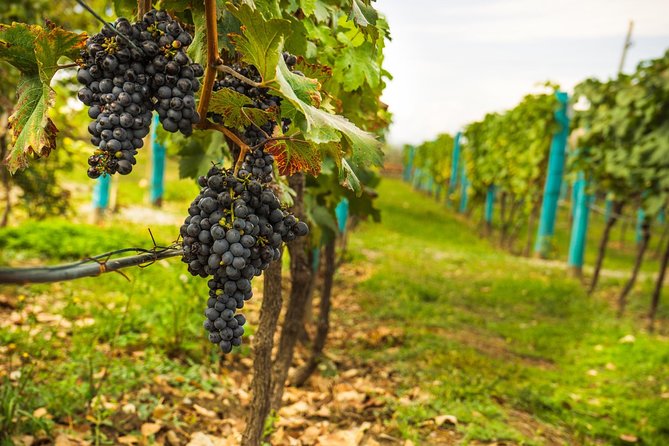 Wine Tasting: Full-Day Wine Tour in Kakheti (ALL INCLUSIVE) - Wine Tasting Experience
